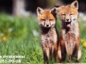 приём шкурок лисы в Красноярске
